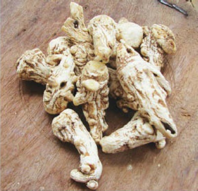 Angélica chinesa